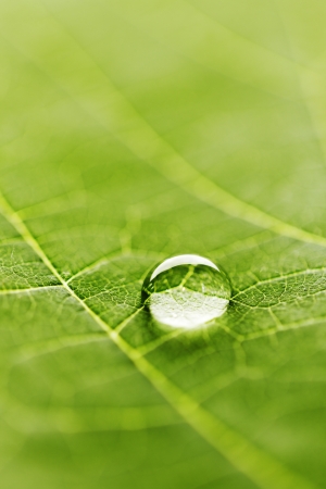 Water drop on fresh green leaf macroの写真素材