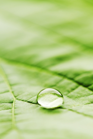 Water drop on fresh green leaf macroの写真素材