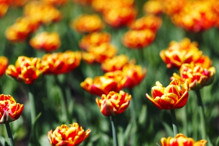Red Orange Yellow Tulip flowers close-upの写真素材