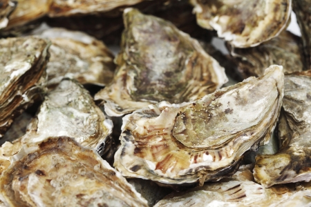Oysters background macro close upの写真素材