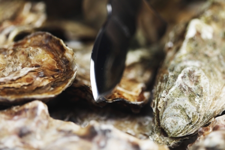 Oysters and knife macro close-upの写真素材