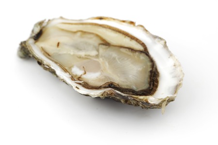 Oyster isolated on white backgroundの写真素材