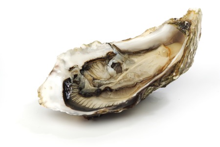Oyster isolated on white の写真素材