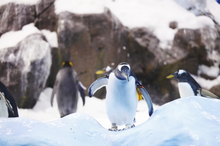 Emperor penguins on rocks near seaの写真素材