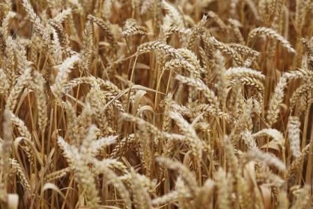 wheat close up on farm fieldの写真素材