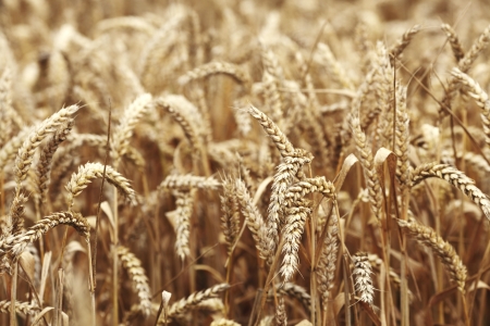 wheat close up on farm fieldの写真素材