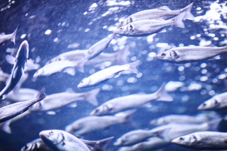 Many mackerel fish, underwater viewの写真素材