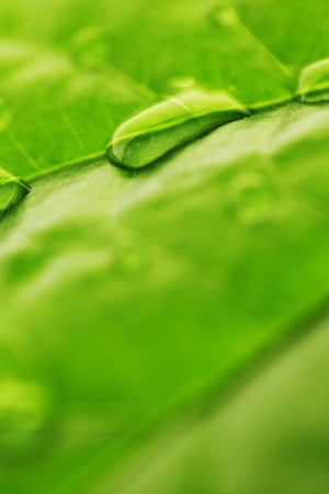 Water drop on green leaf macroの写真素材