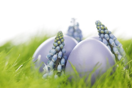 Easter eggs and flowers in fresh green grass isolated on whiteの写真素材