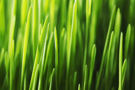 Beautiful spring green grass background macroの写真素材