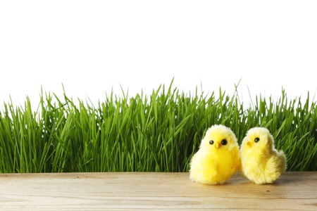 Easter chicks over green grass background with white copy space