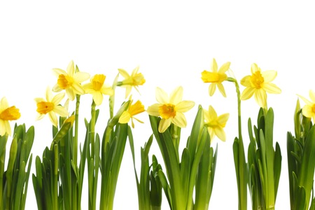 Yellow bright narcissus isolated on white backgroundの写真素材