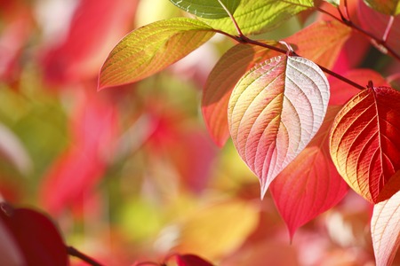 Colorful autumn leaves on tree outdoors, close-up view
