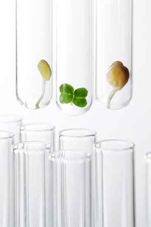 Plant sprout and seeds in test tubesの写真素材