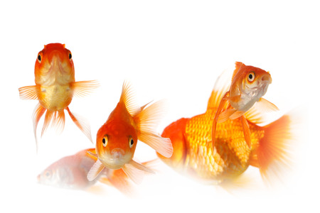 Group of gold fish isolated on white backgroundの写真素材
