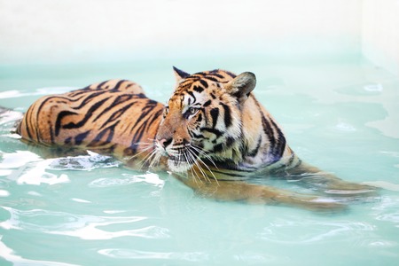 A tiger is lying in the swimming poolの写真素材