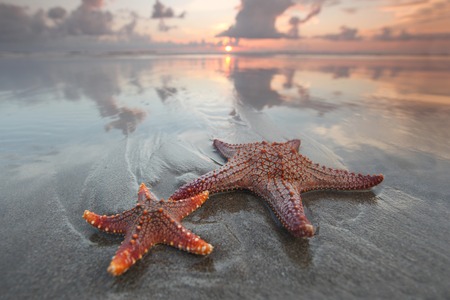 Two starfish on summer beach at sunriseの写真素材