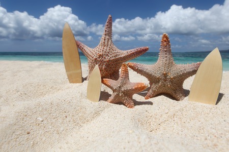 Three starfish surfers on sand of tropical beach at Philippinesの写真素材