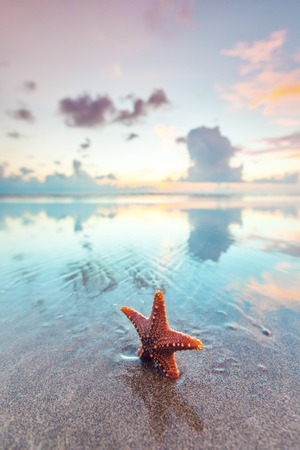 Starfish on sea beach at sunset, Bali, Seminyak, Double six beachの写真素材