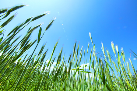 Summer field of wheat under blue skyの写真素材