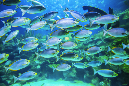 School of tropical fish underwater view background
