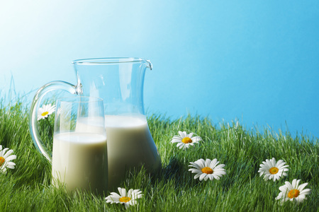 Milk jug and glass on fresh green grass with chamomilesの写真素材