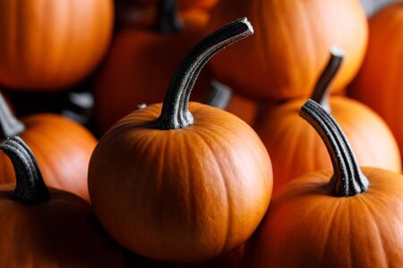 Many orange pumpkins background , Halloween holiday conceptの写真素材