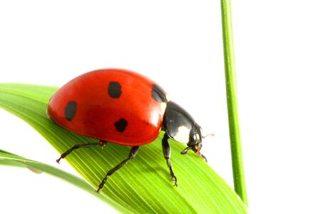 ladybug on grass isolated on white background macroの写真素材