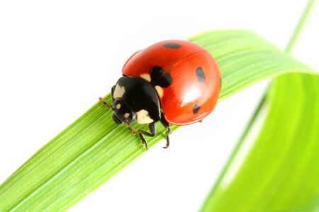ladybug on grass isolated on white background macroの写真素材