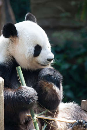 Close up portrait of Panda Bear enjoy eating bamboo with eyes closedの写真素材