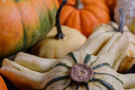 Assortiment of autumn harvested pumpkins in a heap background, Halloween holiday conceptの写真素材