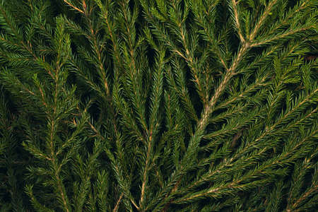 Fir tree branch christmas new year background close up