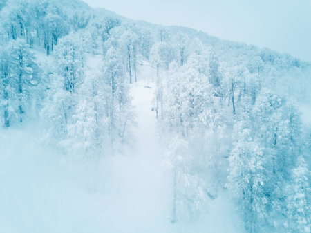Beautiful winter landscape with forest in mountains, trees covered with snow frost, foggy morningの写真素材