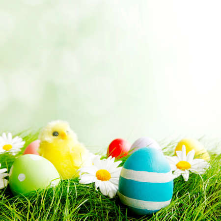 Easter composition with eggs and chicks on green meadow