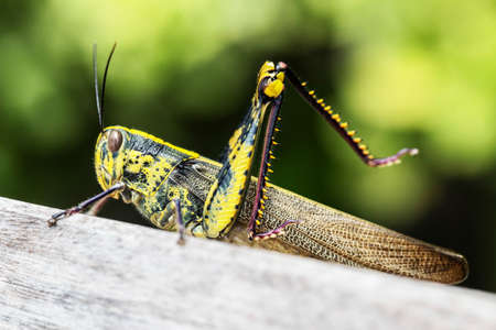 Close up of colorful big locust macro outdoorsの写真素材