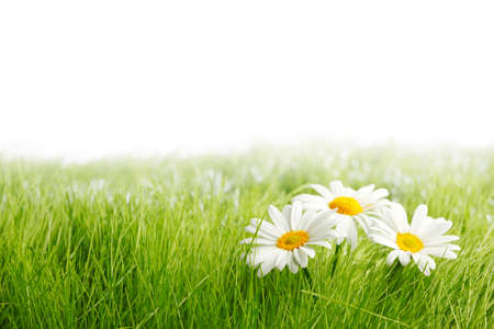 White daisy flowers in green grass isolated on white background, copy space for text