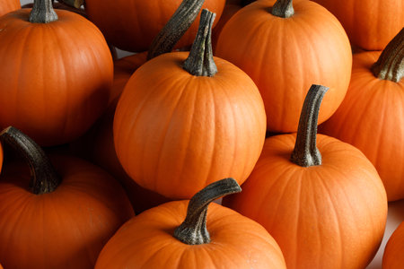 Whole orange pumpkins dark background thanksgiving or halloween stylish cardの写真素材