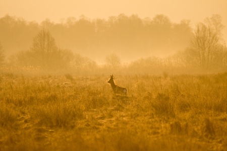 roe-deerの写真素材