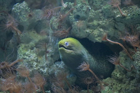 aquariumの写真素材