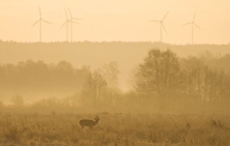 roe-deerの写真素材