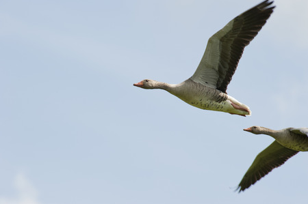 Pair of geese flying overhead against a clear blue skyの写真素材
