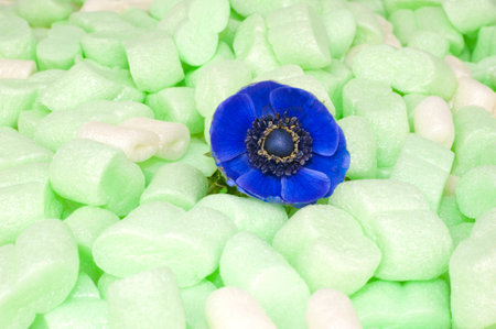 Blue Anemone in a bed of green isolation foamの写真素材