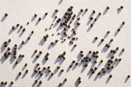Black, brown Poppy seed scattered around on a white sheet of paper revealing its awesome shapeの写真素材
