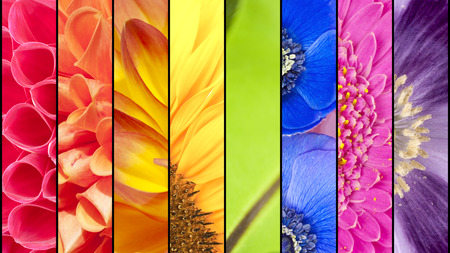 Rainbow collage of red orange yellow green blue pink violet purple colors of Dahlia Sunflower Fern leaf Anemone Windflower Gerbera and Poppy flowers in closeup separated with black stripsの写真素材