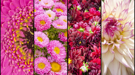 Collage of pink purple lila Dahlia and Gerbera with yellow accents in close up separated with black stripsの写真素材