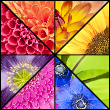 Rainbow collage of red orange yellow green blue pink violet purple colors of Dahlia Sunflower Fern leaf Anemone Windflower Gerbera and Poppy flowers in closeup and in a square frameの写真素材