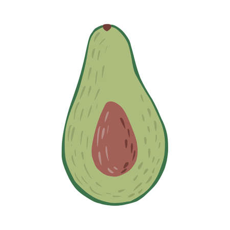 Half avocado with seed isolated on white background. Abstract botanical illustration in doodle...
