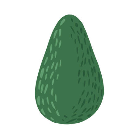 Whole avocado isolated on white background. Abstract botanical illustration in doodle vector...