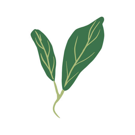 Sprig with leaves isolated on white background. Abstract botanical illustration in doodle vector...