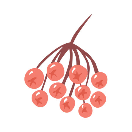 Red rowan isolated on white background. Cartoon berry hand drawn. Doodle vector illustration.のイラスト素材